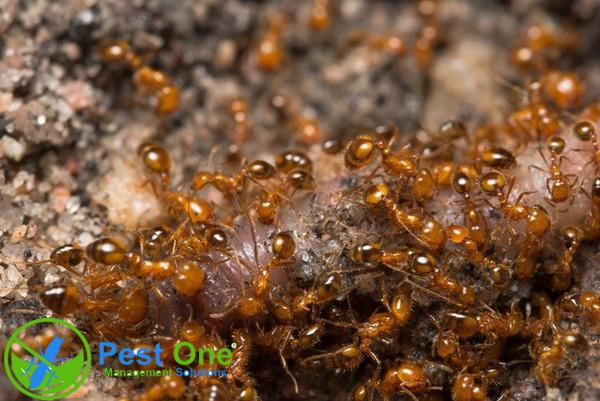 Xác định vị trí tổ kiến lửa