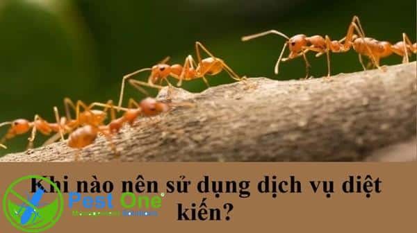 Sử dụng dịch vụ diệt kiến khi kiến xuất hiện với mật độ lớn