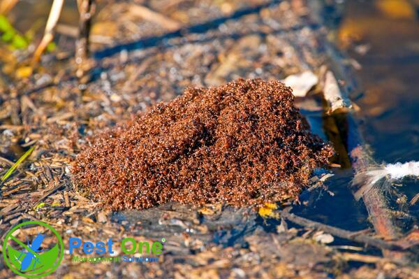 Kiến lửa sống theo bầy đàn và thường làm tổ ở dưới đất