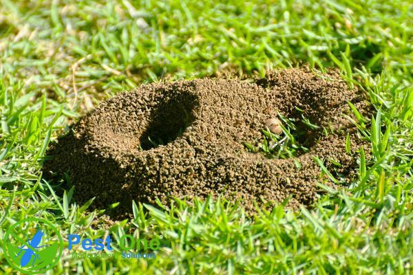 Xuất hiện các ụ đất nhỏ ngoài vườn