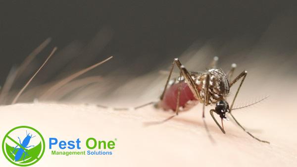 Muỗi đẻ trứng trên quần áo không?