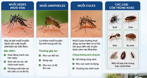 Thuốc Muỗi Permethrin 50EC Diệt Những Loại Côn Trùng Nào?