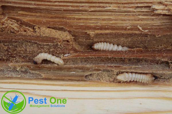 Mọt gỗ có thể gây hại nghiêm trọng cho đồ gỗ; việc phát hiện sớm và tìm cách đuổi mọt hiệu quả