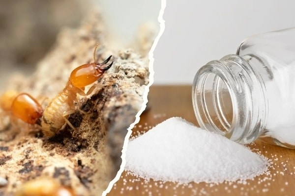 Đuổi mọt gỗ bằng nước muối
