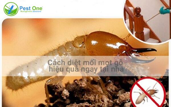 Các cách đuổi mọt gỗ đơn giản, hiệu quả