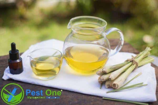 Sử dụng tinh dầu sả/chanh để đuổi mọt gỗ