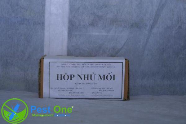 Hộp nhử mối mọt là một công cụ hữu hiệu diệt trừ mối mọt