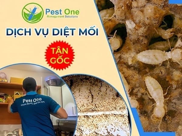 Dịch vụ diệt mối tận gốc Gò Vấp hiệu quả, an toàn