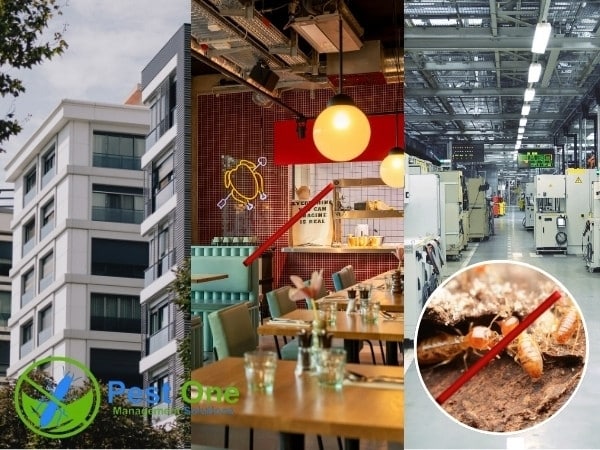 Pest One diệt mối tại nhà dân, chung cư, nhà xưởng, quán ăn