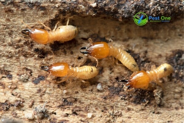 Sai lầm không xử lý tận gốc ổ mối