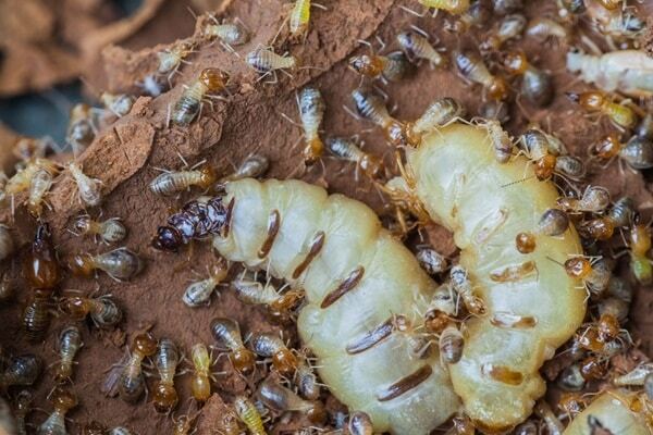 Mối có tốc độ sinh sản cực nhanh