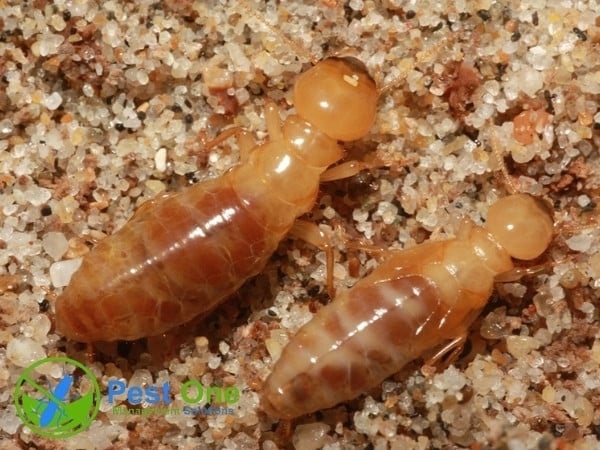 Mối gỗ ẩm