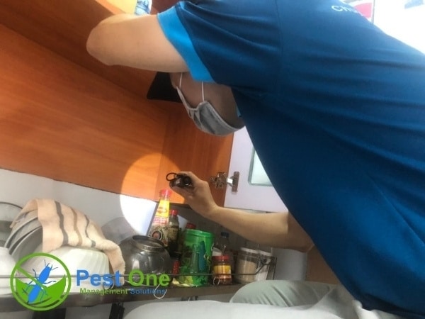 Kỹ thuật viên của Pest One xác định tổ mối