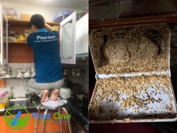 Pest One có nhiều năm kinh nghiệm trong lĩnh vực xử lý mối