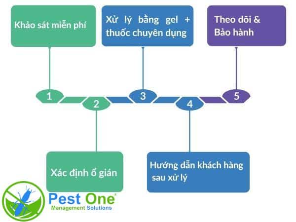 Quy trình diệt gián tận gốc chuyên nghiệp của PESTONE