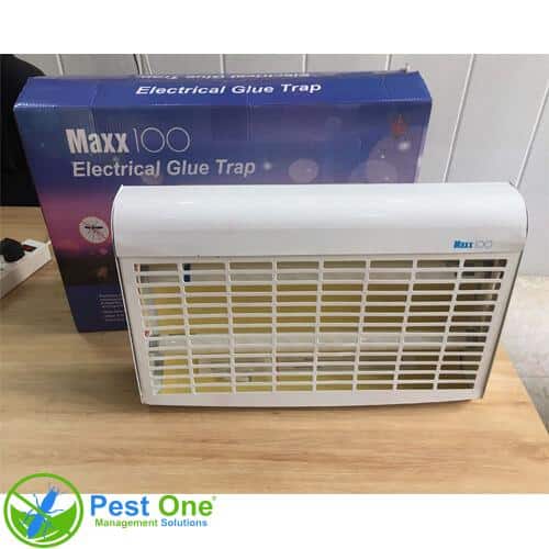 den-diet-con-trung-maxx-100