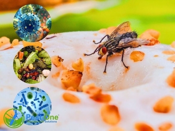 Ruồi mang theo nhiều vi khuẩn, virus và ký sinh trùng gây bệnh