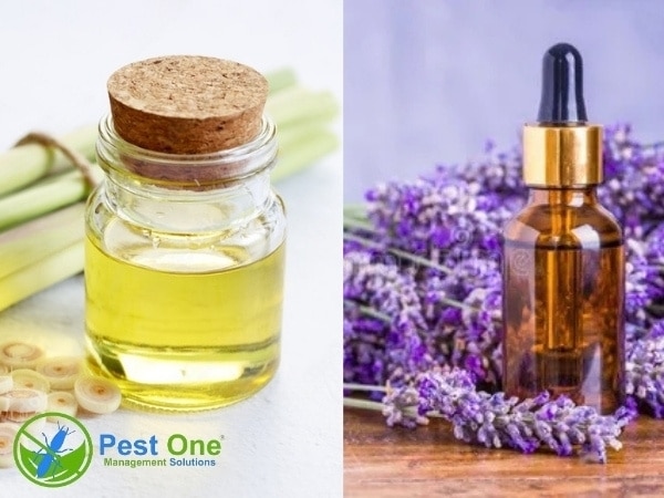 Sử dụng tinh dầu giúp xua đuổi ruồi khỏi khu vực sử dụng