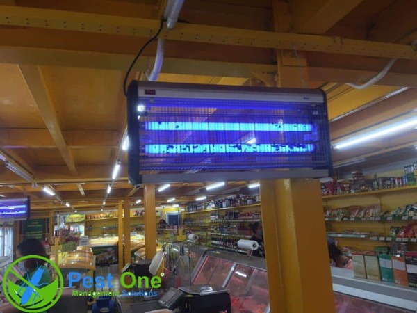 Sử dụng đèn diệt côn trùng để tiêu diệt ruồi