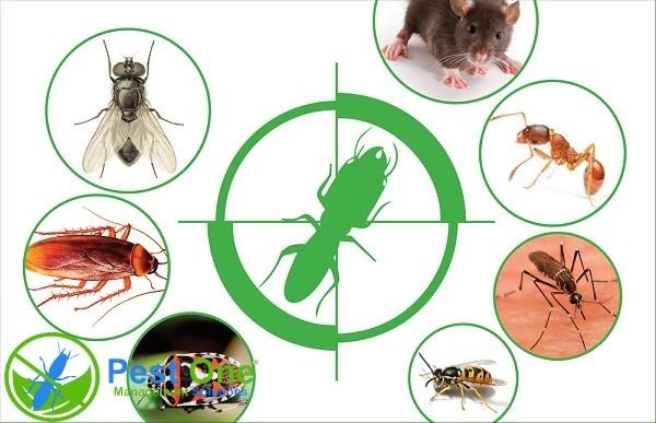 Những loại côn trùng cần xử lý càng sớm càng tốt