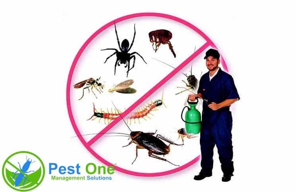 Các loại côn trùng có hại thường gặp
