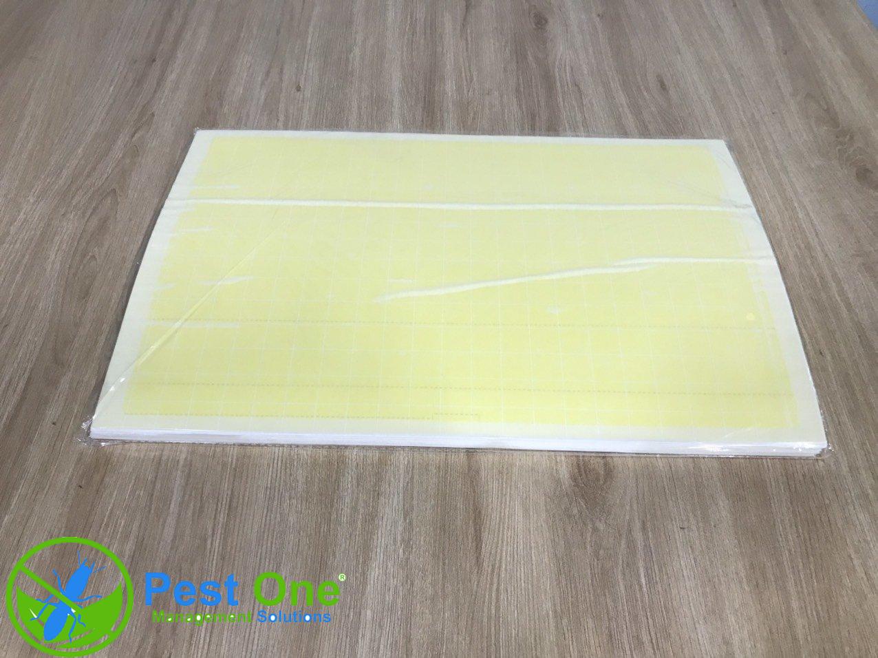 z4897126256838_d0bf105c7e68963933cc6bffb097ee3b