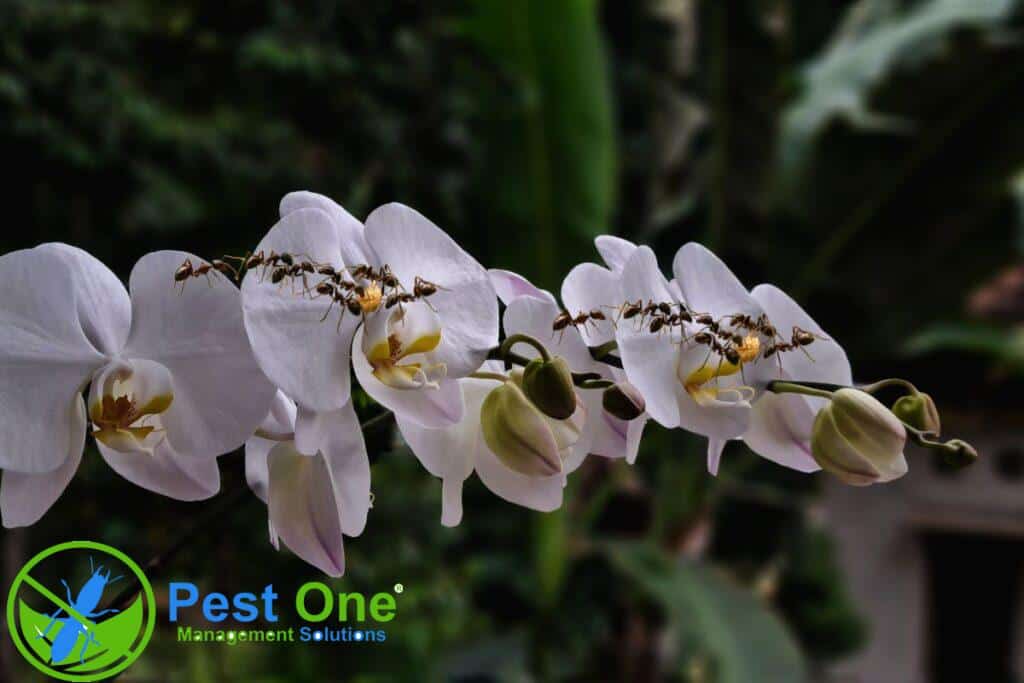 Cách diệt kiến trên hoa Lan