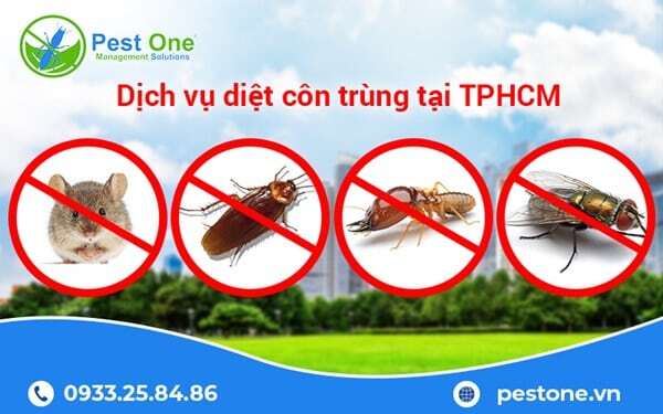 Pest One cung cấp dịch vụ diệt côn trùng kiến, gián, chuột, ruồi