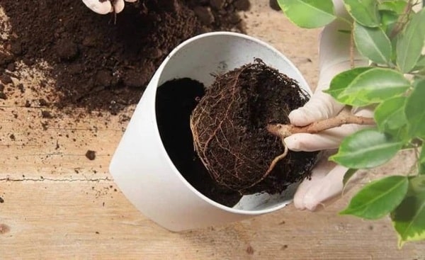 Thay đất và thay chậu mới để loại bỏ tổ kiến