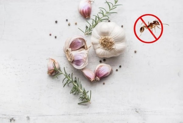 Cách xử lý kiến bò trong tủ quần áo bằng tỏi