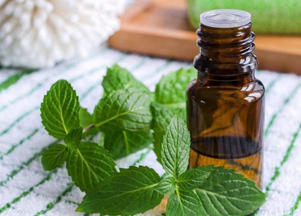 Sử dụng tinh dầu bạc hà để đuổi kiến