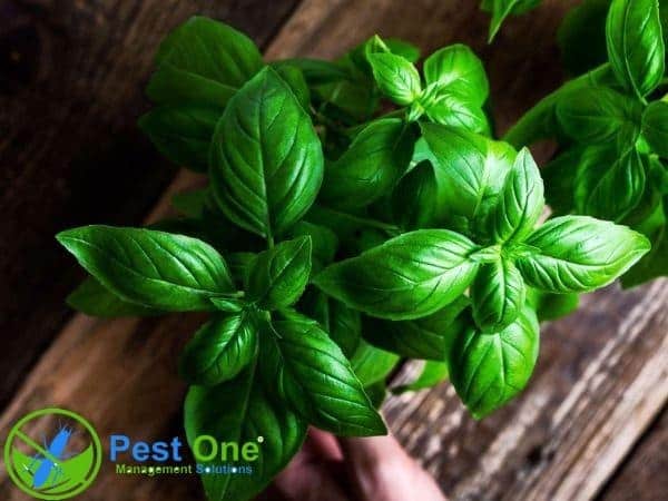 Sử dụng cây có khả năng xua đuổi muỗi