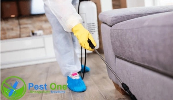 Sử dụng dịch vụ diệt muỗi khi muỗi xuất hiện dày đặc bất thường