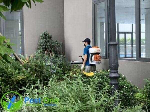 Dịch vụ diệt muỗi chuyên nghiệp tại Pest One