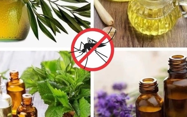 Đuổi muỗi bằng tinh dầu tại nhà