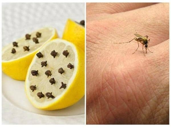 Đuổi muỗi bằng chanh và đinh hương