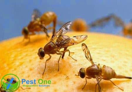 thuốc diệt ruồi vàng